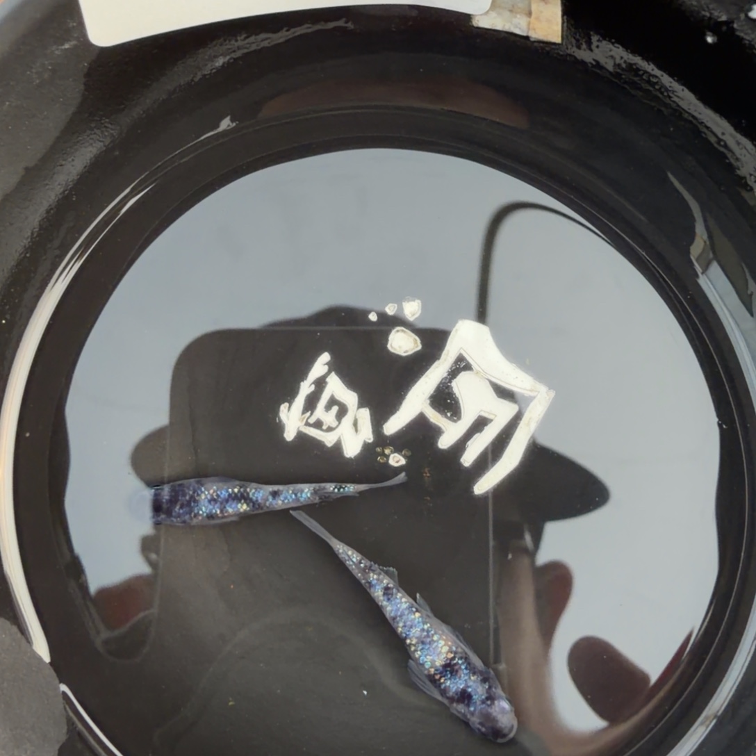 青鳉鱼611.H月华x和墨星光一对