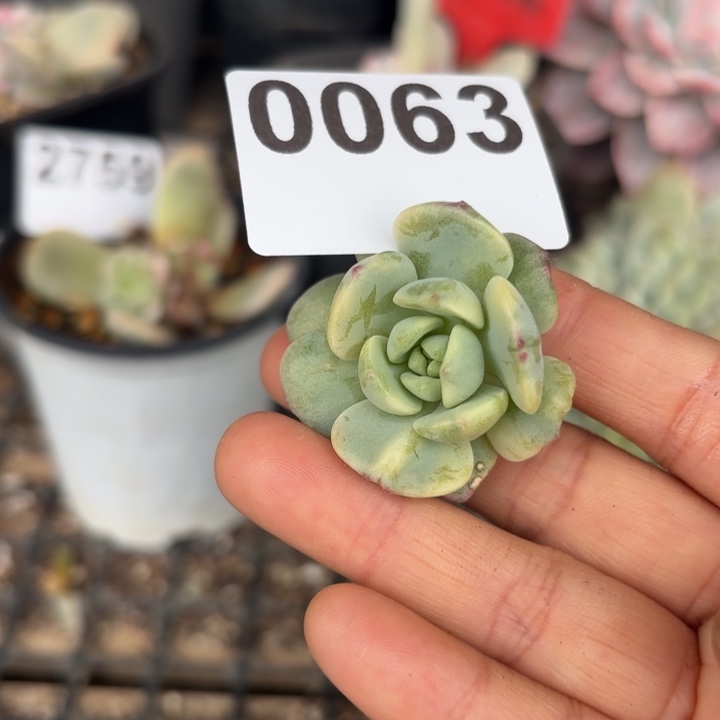 多肉头盖锦满18包邮当场凑单