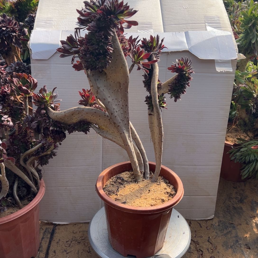 有伤黑缀112高40有三个翅膀