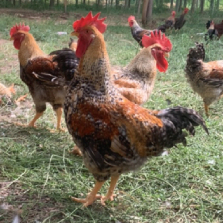 芦花公鸡现宰现发毛重5斤左右火锅食材