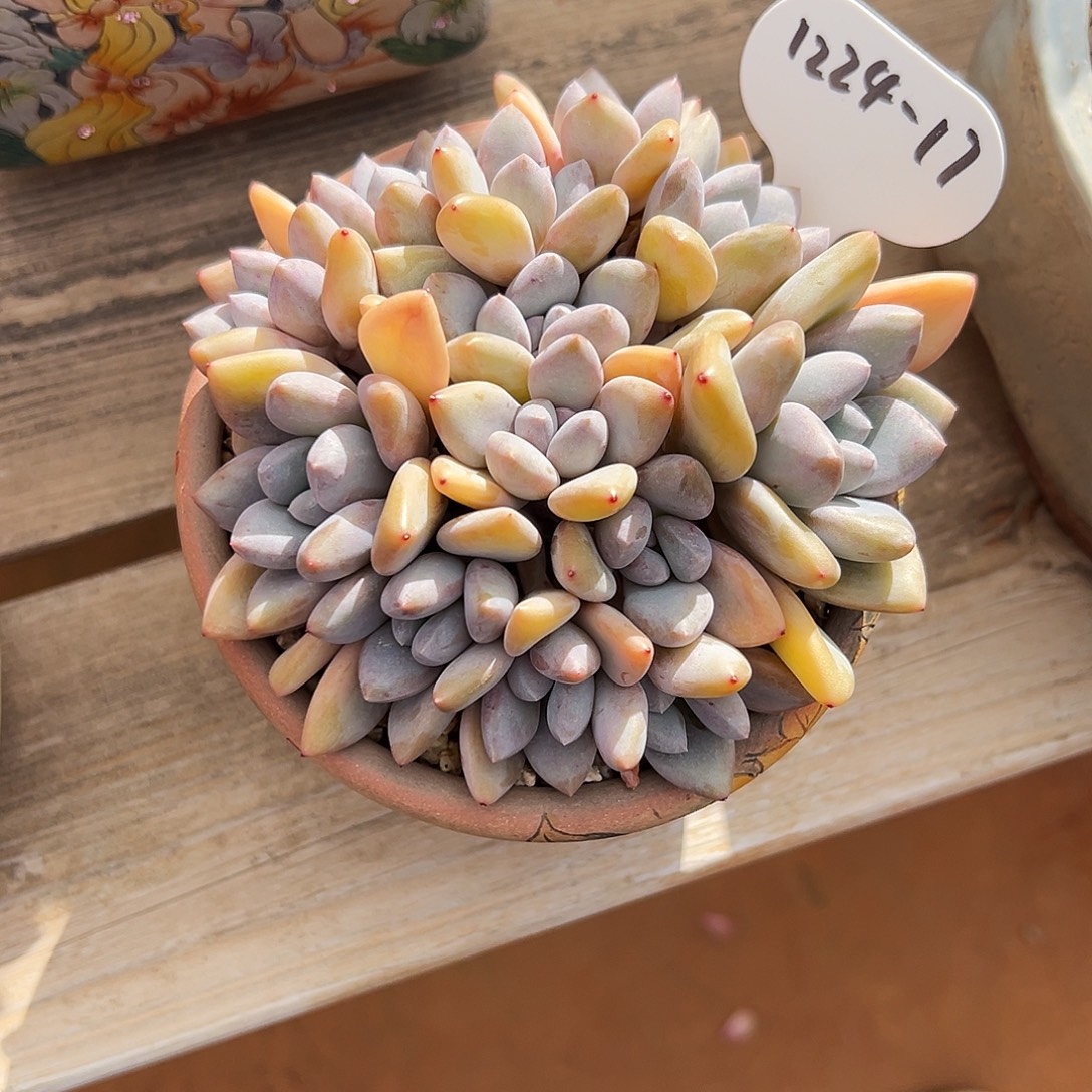 山***栀1224-17特殊三明治