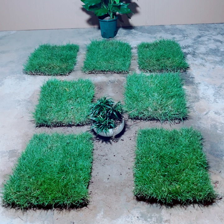 快***9无花朵马尼拉草坪包邮价格，。