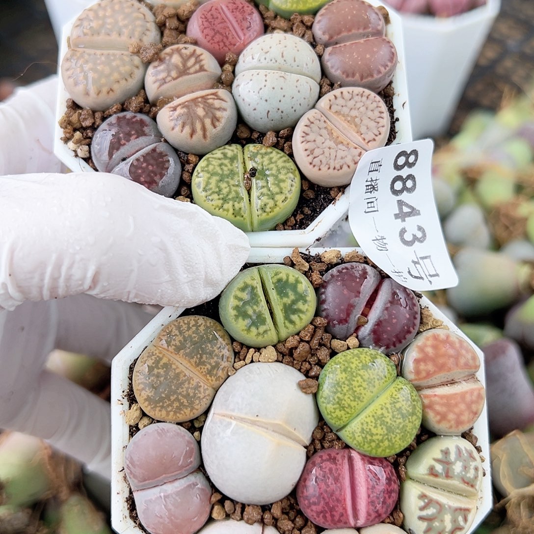 8843 好养易活生石花大母本两盆有高尔夫有饼干