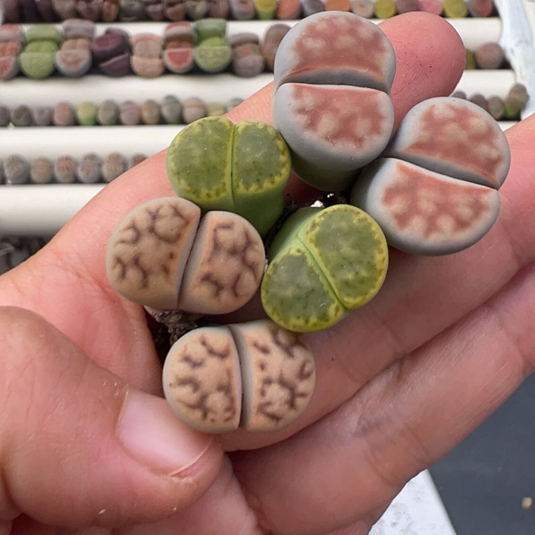 12.7好看的多肉脱土发货337