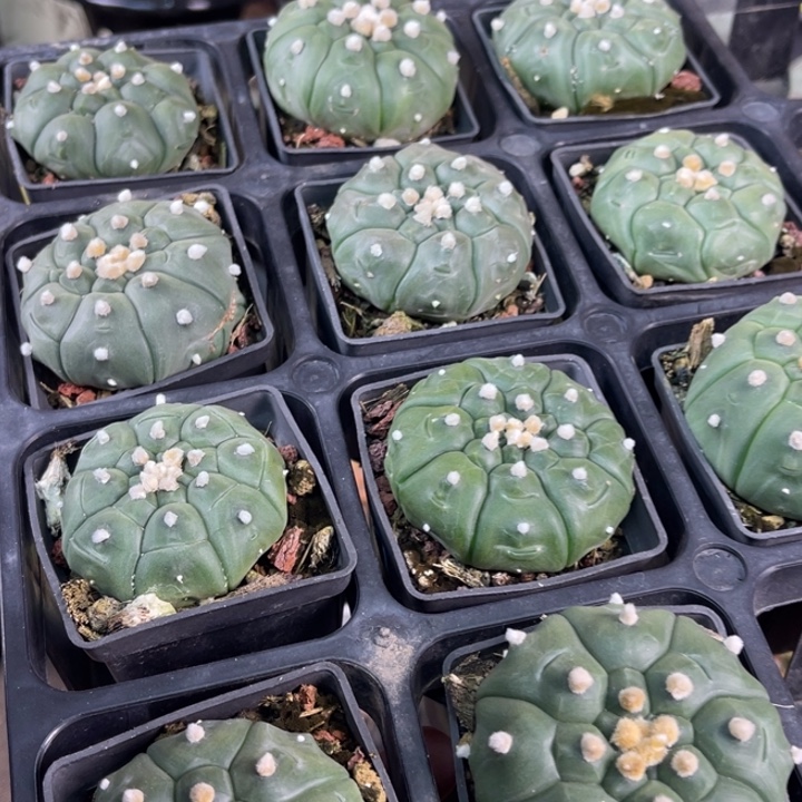 龟甲兜实生随机发货