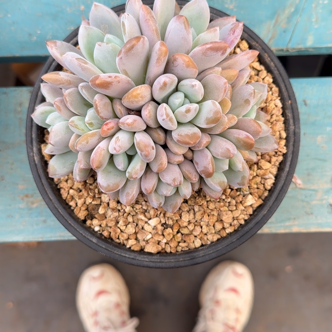 9头果糖，发货点延迟