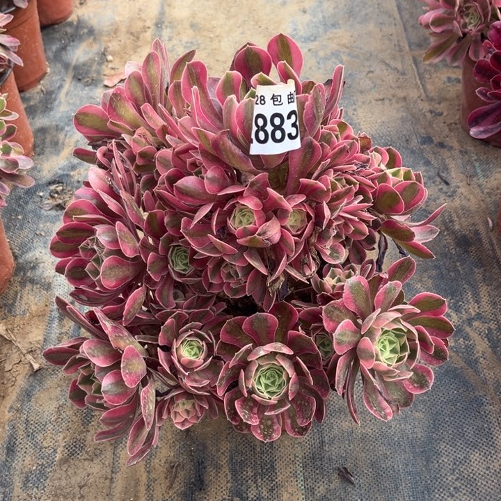 883女巫不包断枝