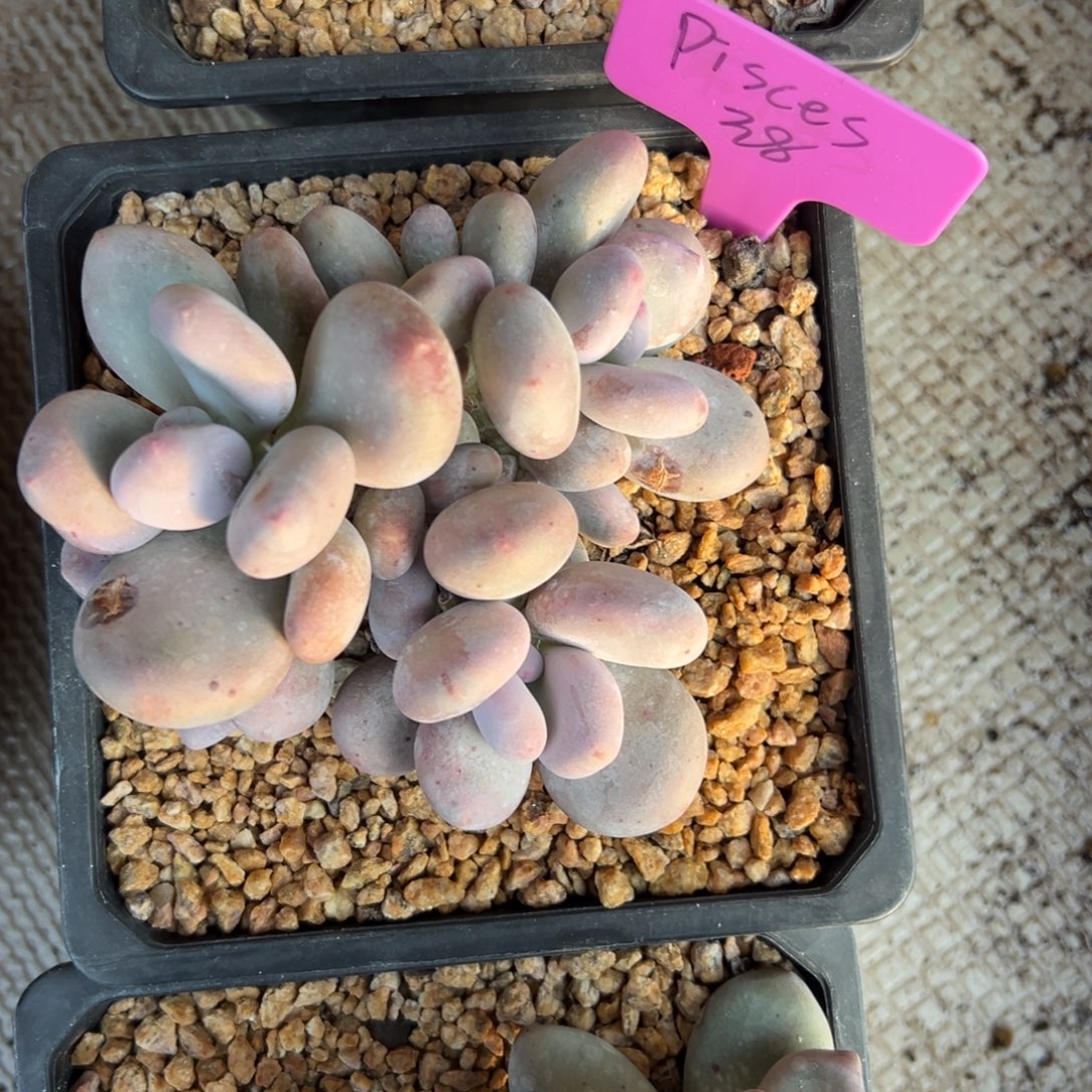 p***s大叶奶1111111111111