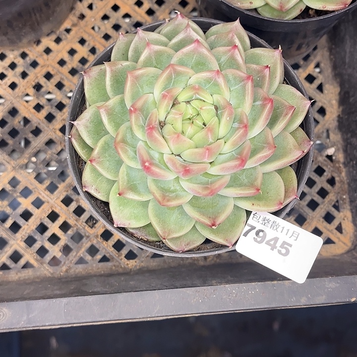 阿雅园艺。         7945钻石珍妮