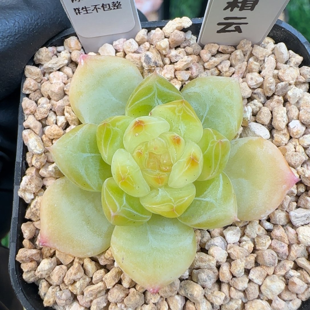 063  霜云   5厘米盆