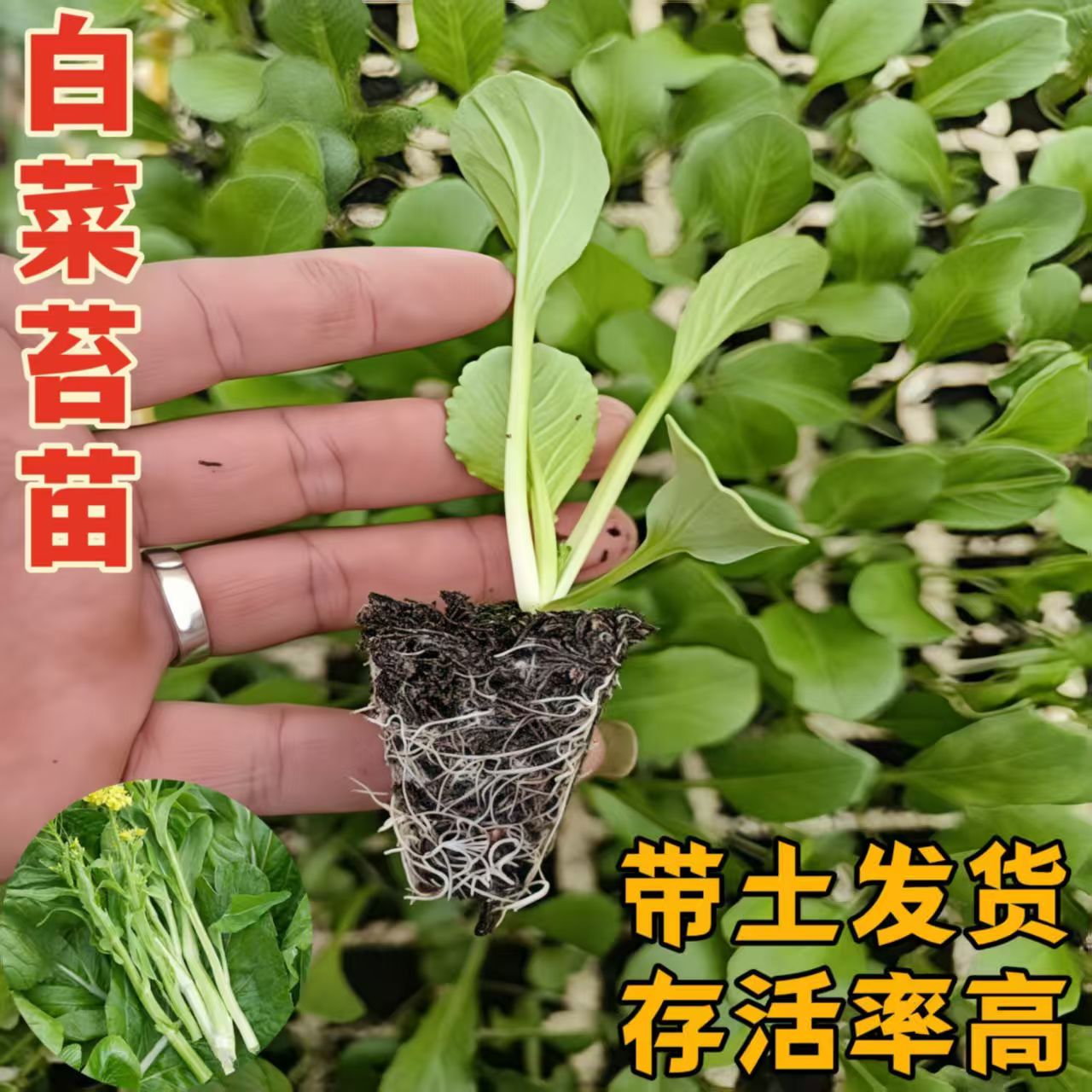 精选高产白菜苔秧苗阳台庭院种植易成活蔬菜秧苗