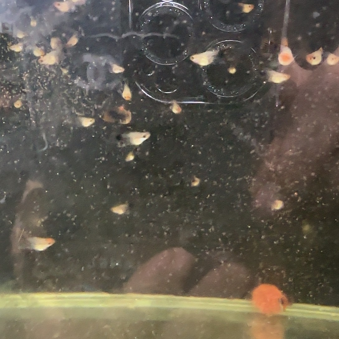 孔雀鱼深海蓝C苗10条随机