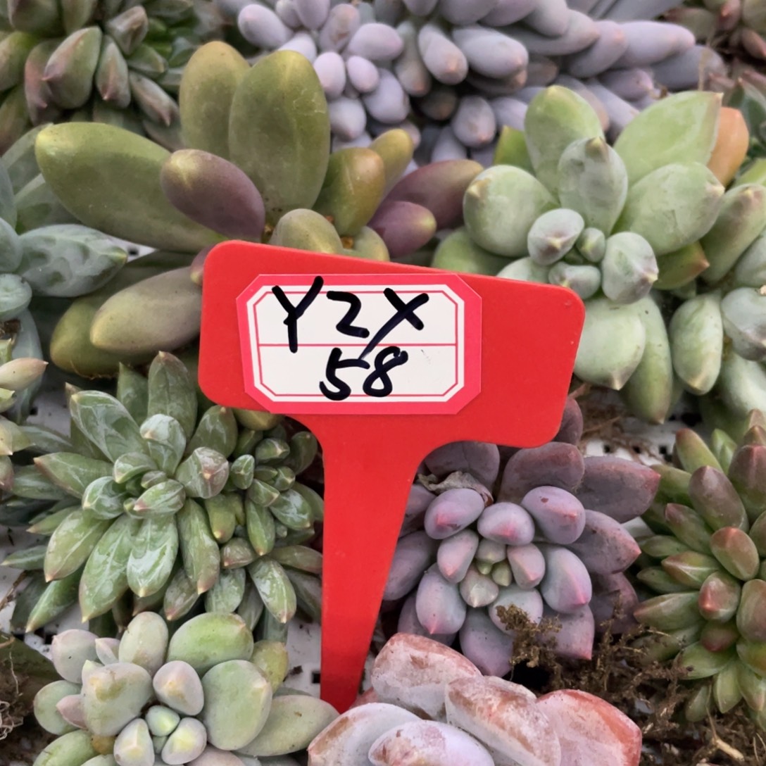 Y****姐姐我在挑战我行走第十天