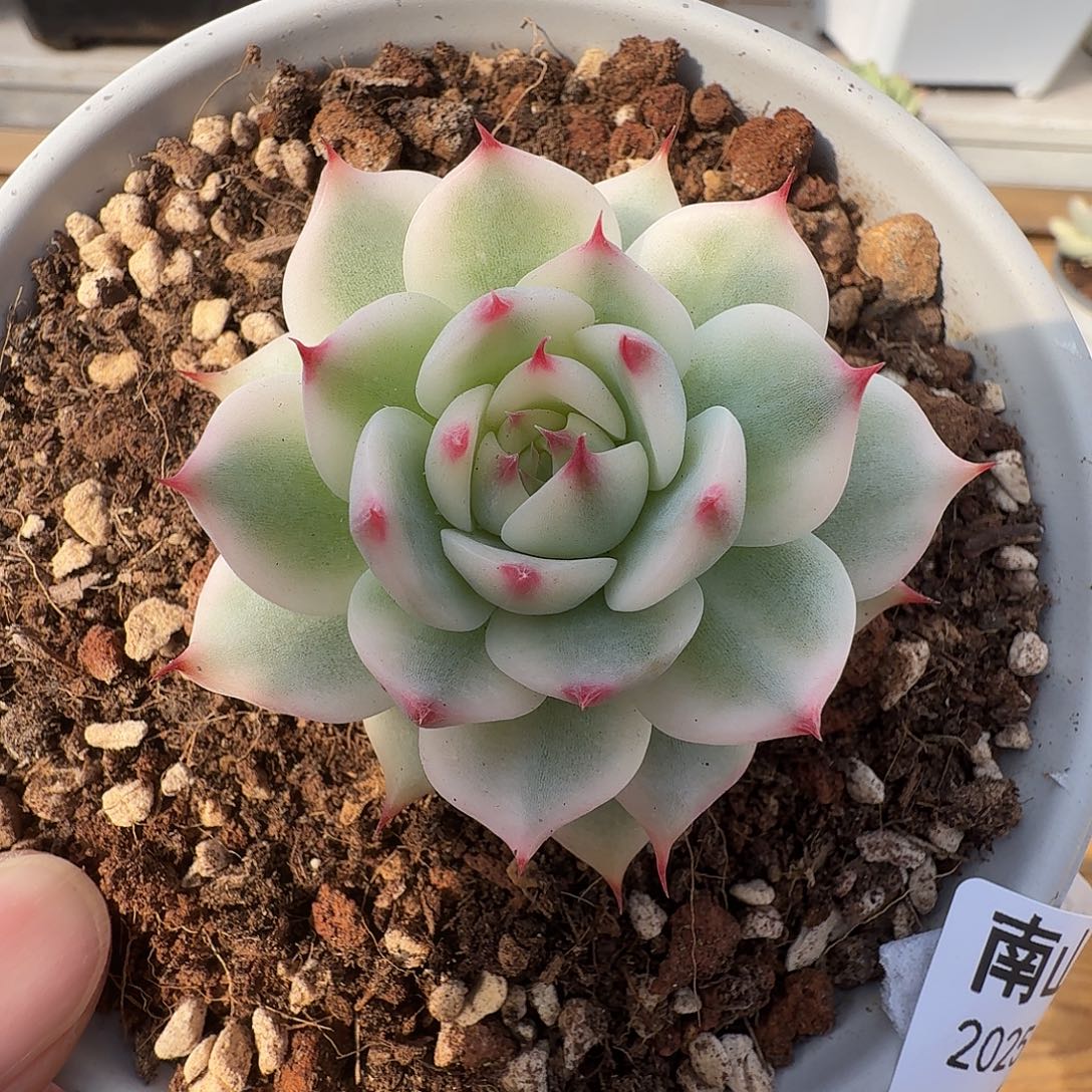 吉娃娃锦1111210-131