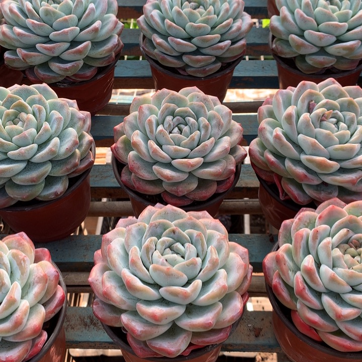 超大母本单头冰玉两单包邮