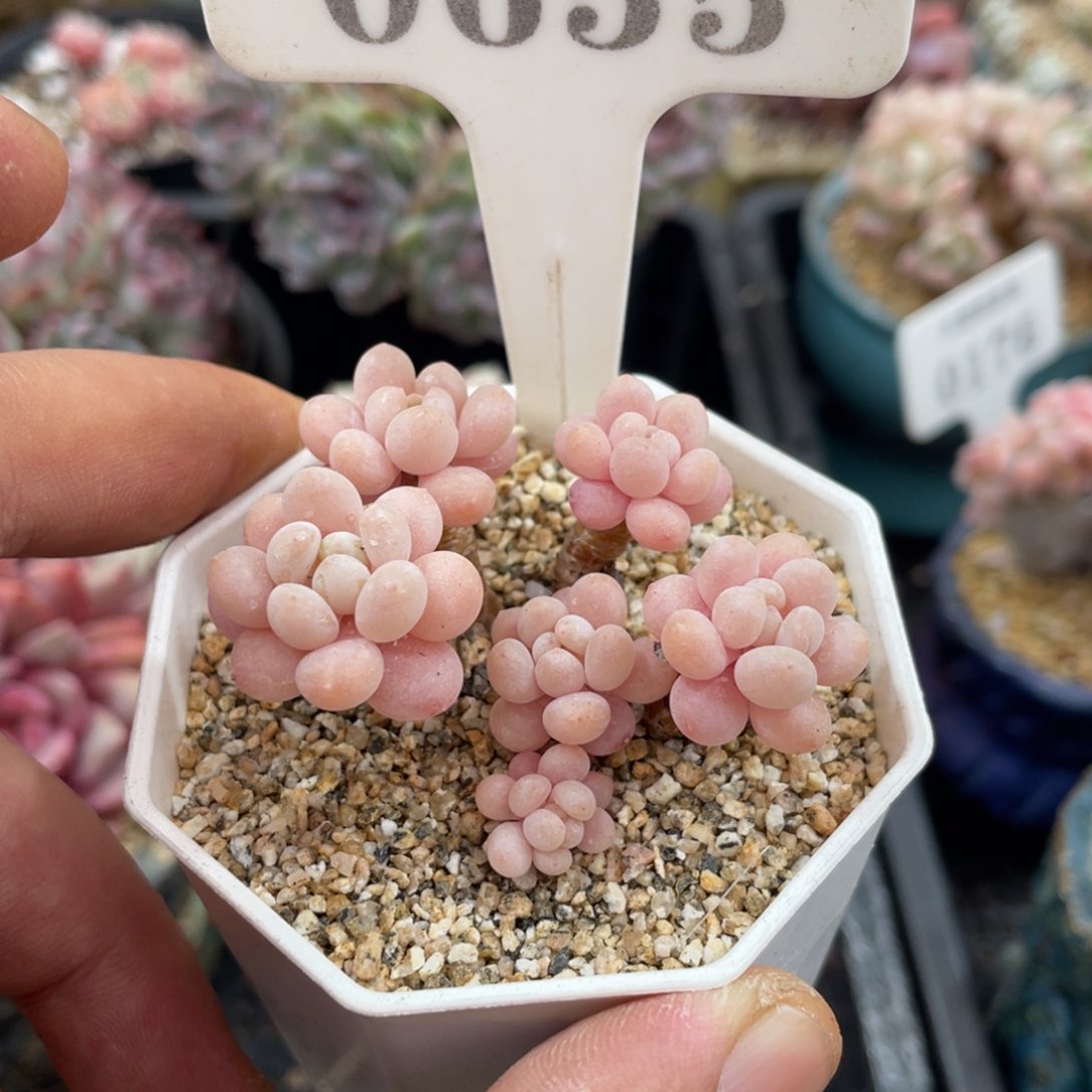 垚*…0655鱼子酱不带盆啦啦