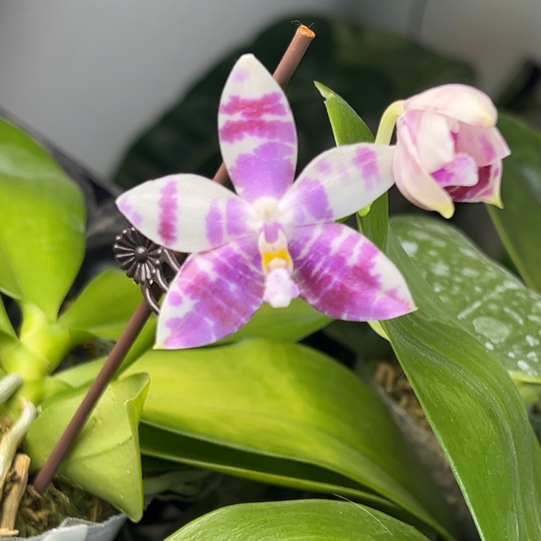 完全开放10号，128米