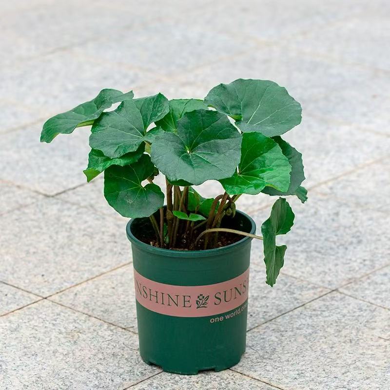 大叶吴风草盆栽四季常绿耐阴好养耐热耐寒庭院观叶多年生花镜植物