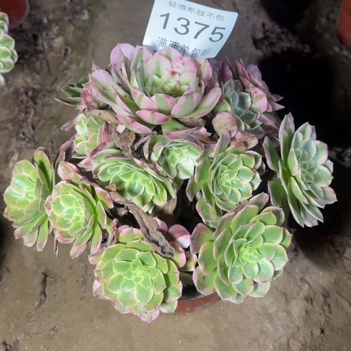 1375海王多的多肉的