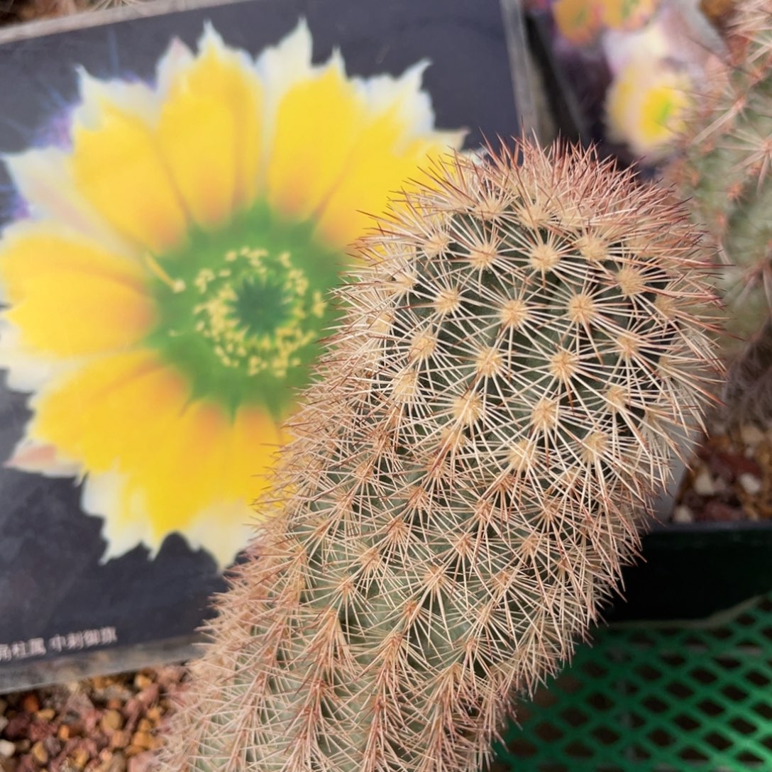 鹿角柱实生仙人球御旗