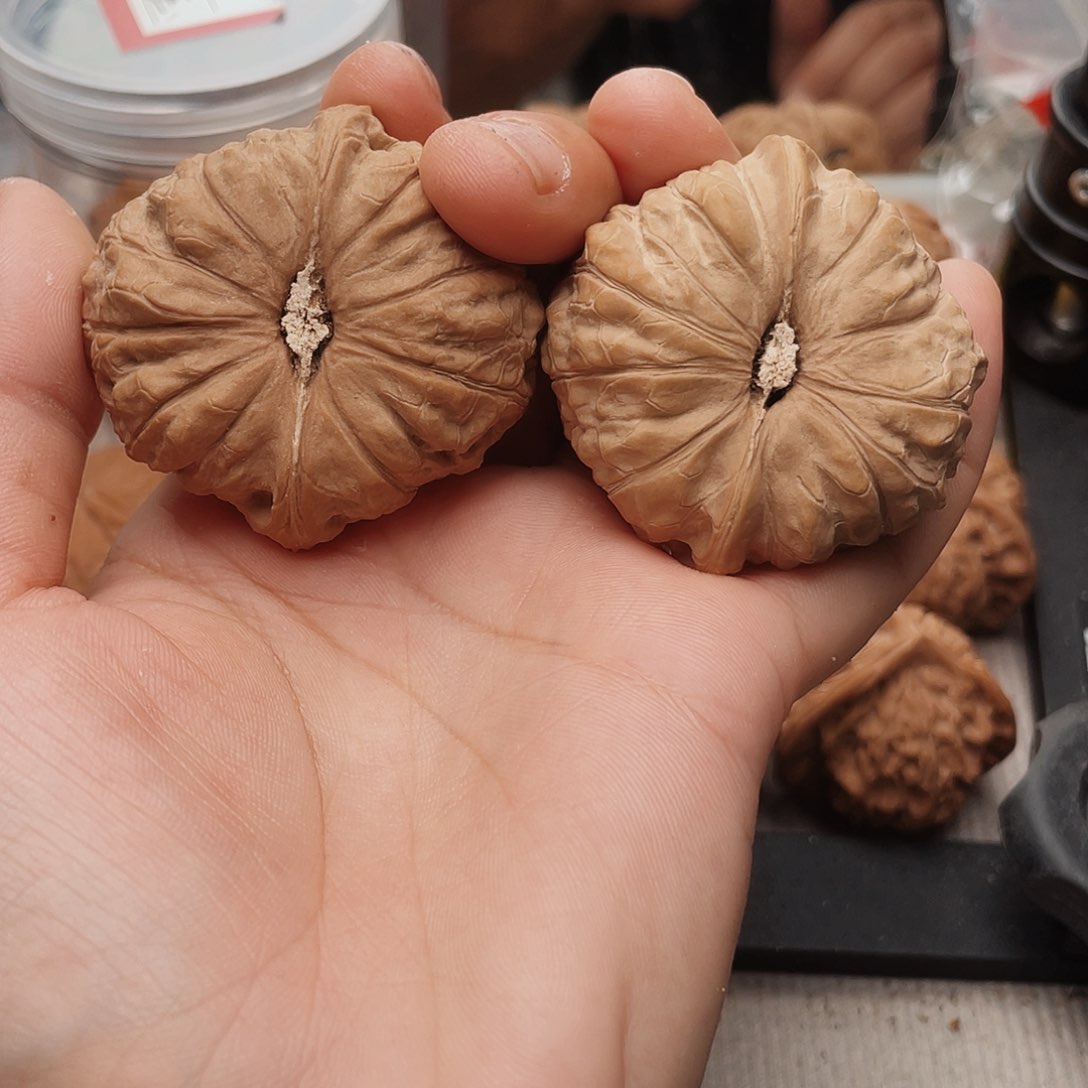 神**扬45尺南瓜呃呃呃呃呃