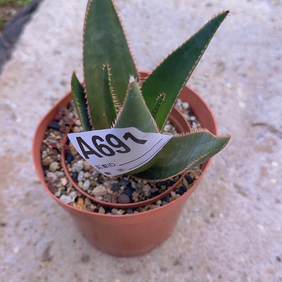 【闪购商品】叮***坨块根植物