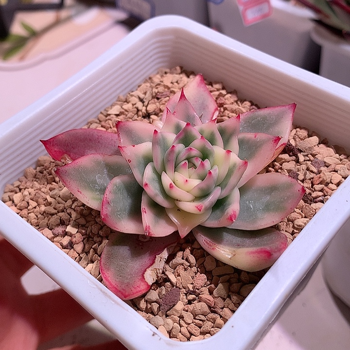 卡利斯托锦锦锦锦锦