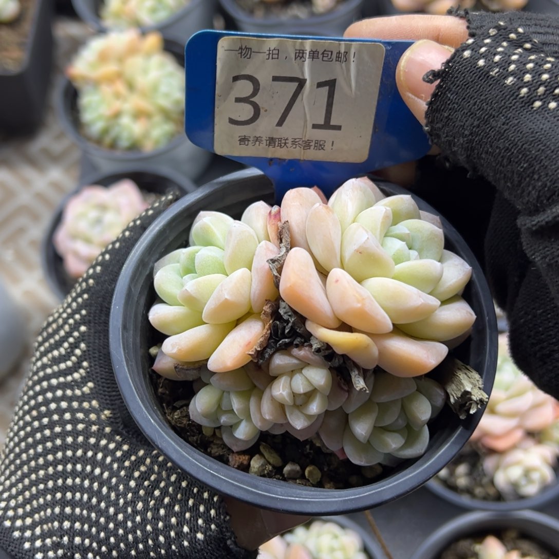 红陶371号多肉植物