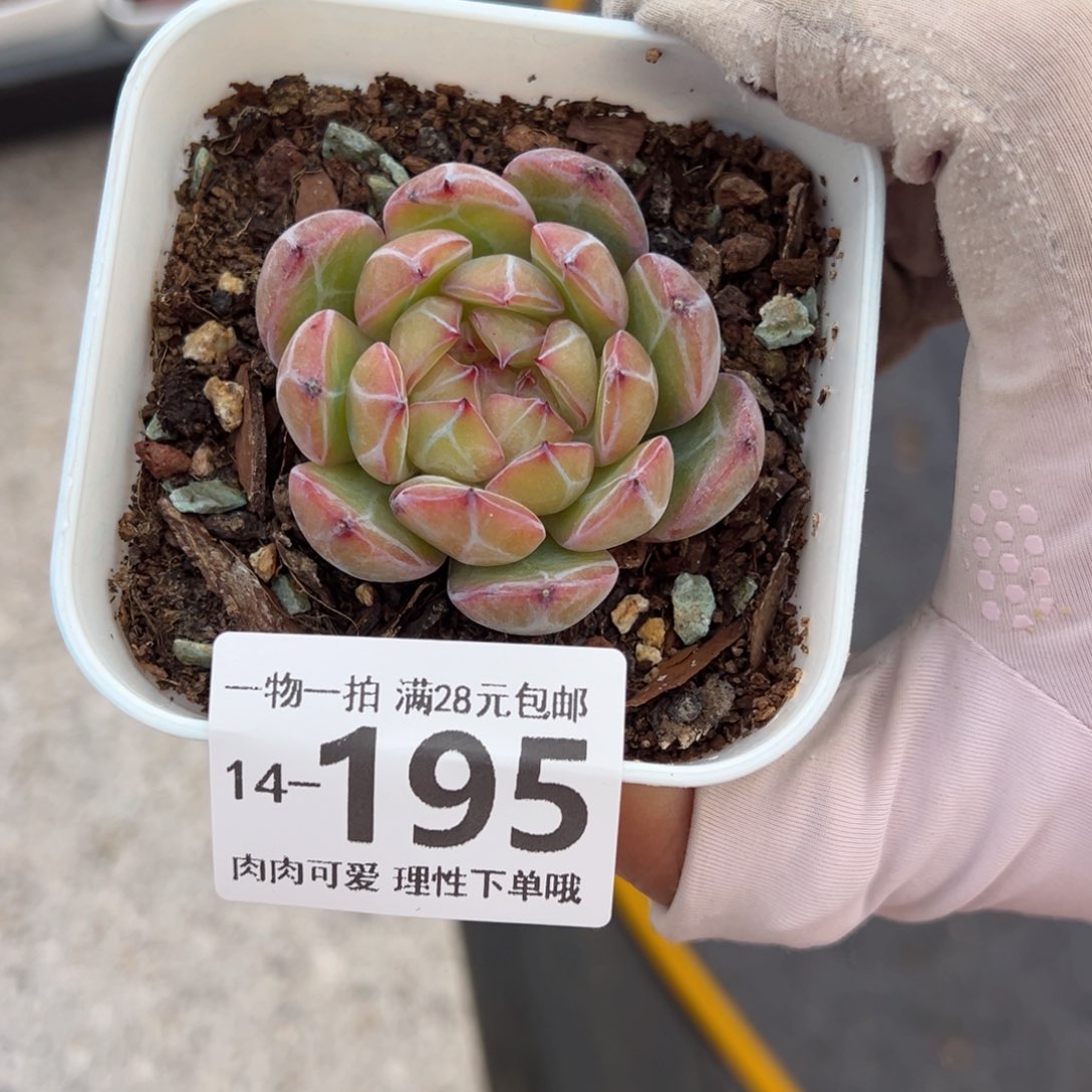 雪花珍妮多肉多肉多