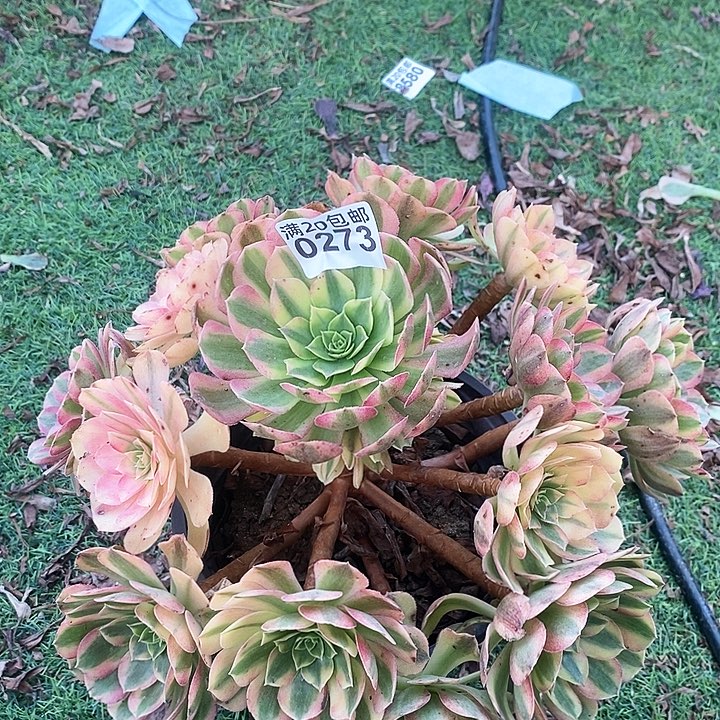 0273 一颗雨何法师