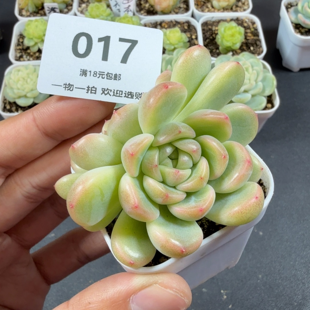 童话双头一物一拍017