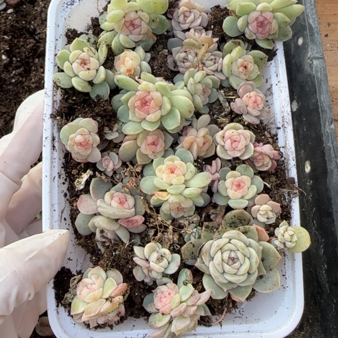 ****楠284 号王者系列珍妮一盒