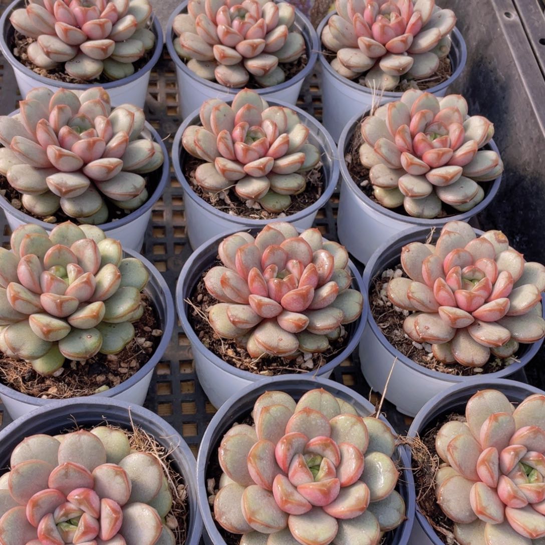 量拍120号 葡萄大单头一个