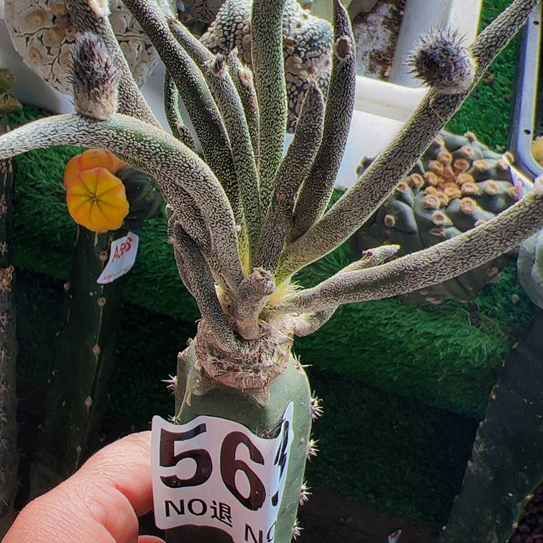 美杜莎仙人球563