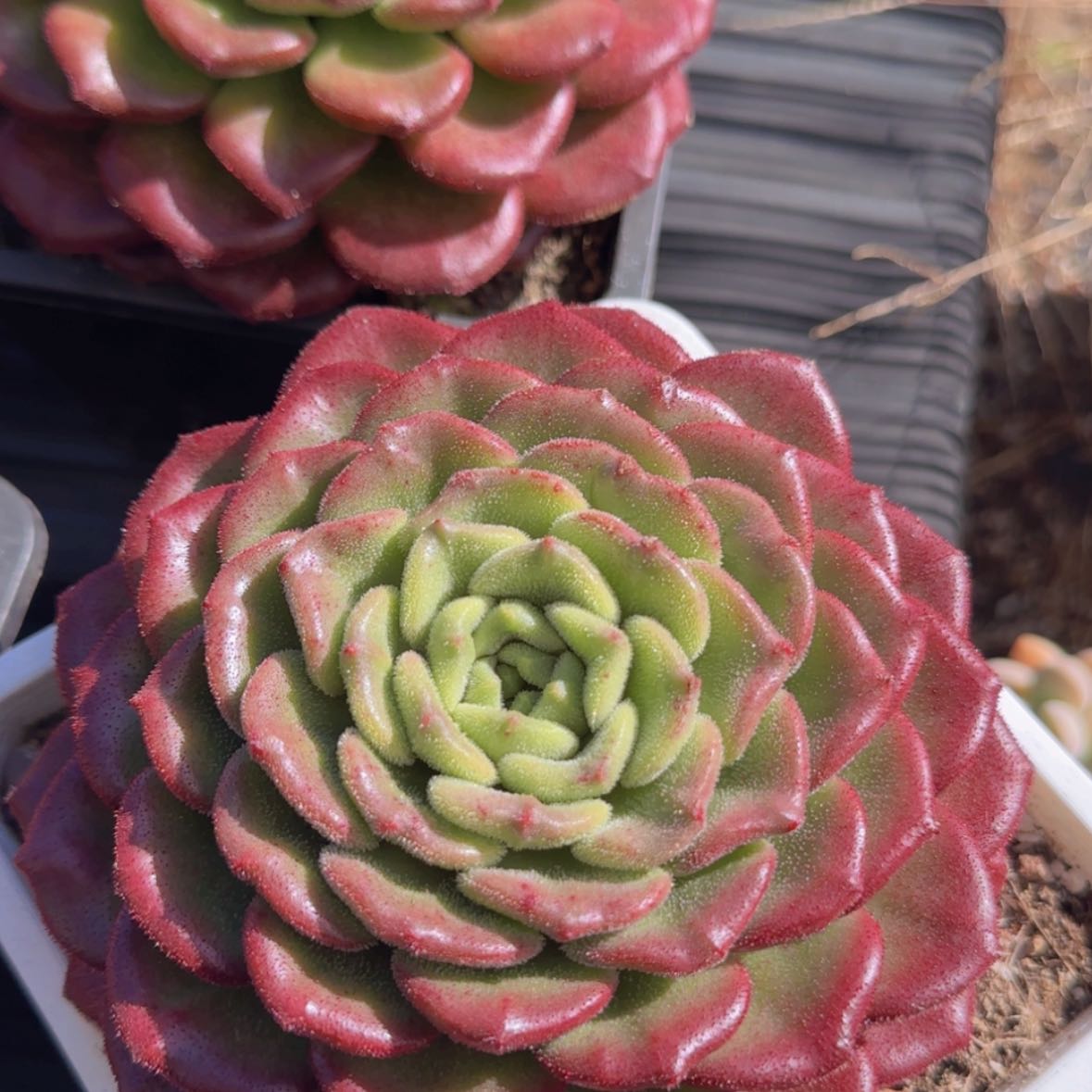 【闪购商品】母本卡罗尔49.9