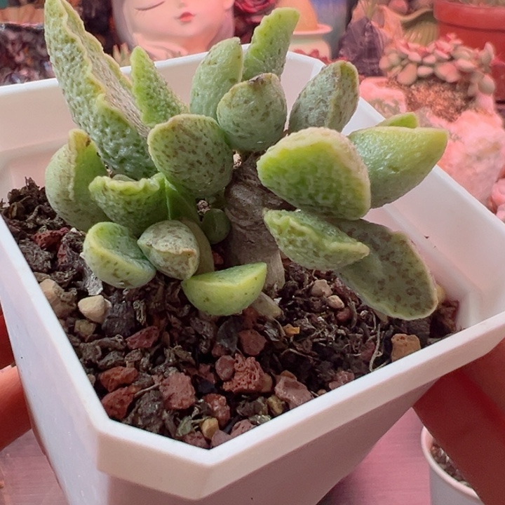 可以吗你说你不知道吗你