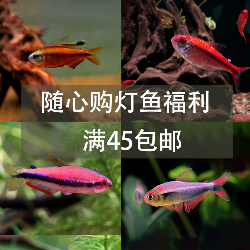 非洲巨网观赏鱼直播