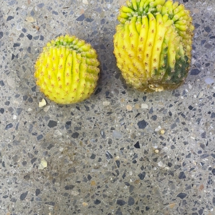 30彩草缀化锦歪无根侧牙其中一个，20包邮