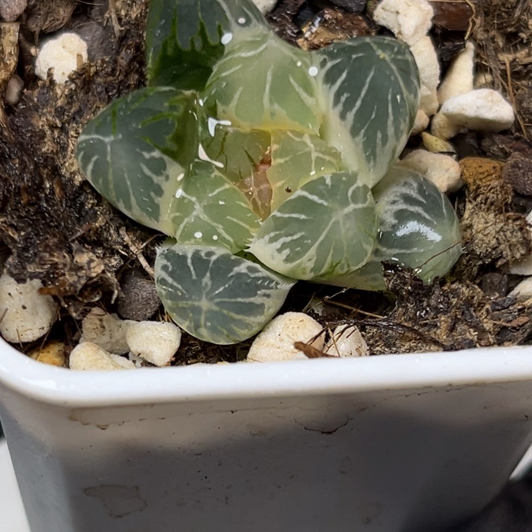 十二卷多肉植物2029龙爪