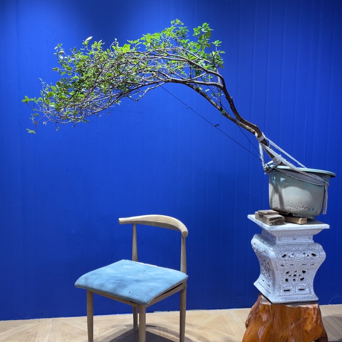 无花朵1111111111111111