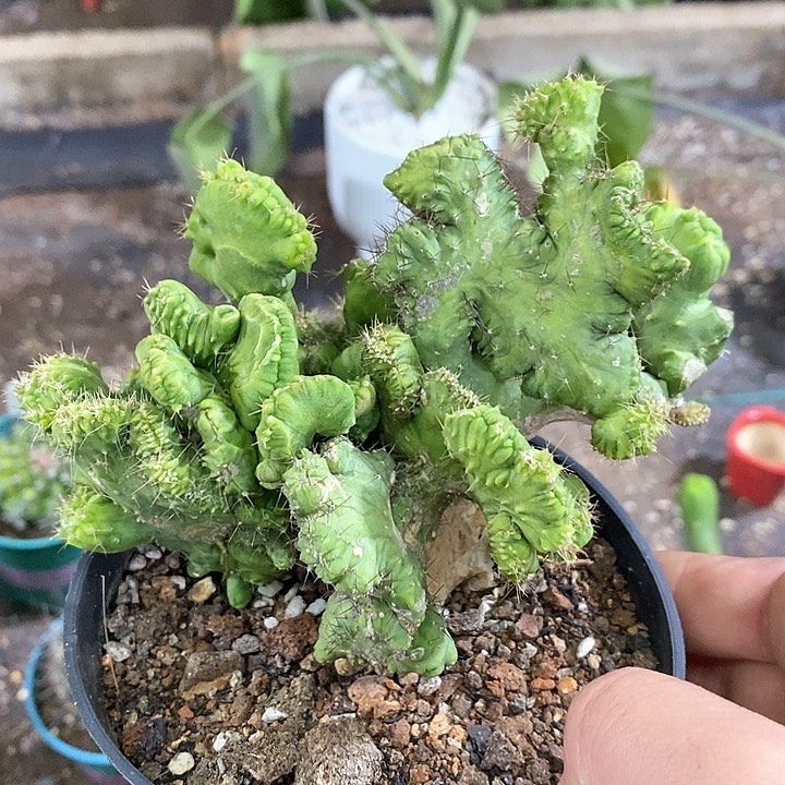 孤品自根程程柱多头缀化山脉造型缀12.8cm