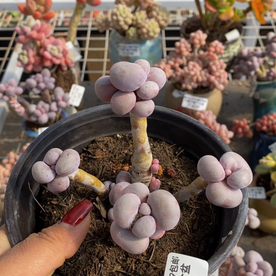 芭比奶酪449/9c m