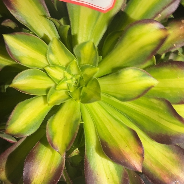 法师锦好好看24好好看