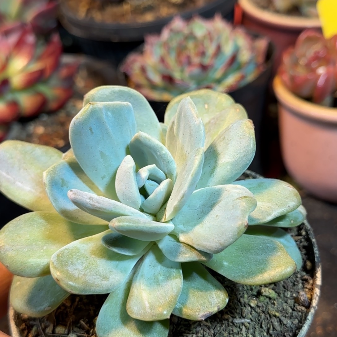 白茶石化一物一拍包装收缩花旱