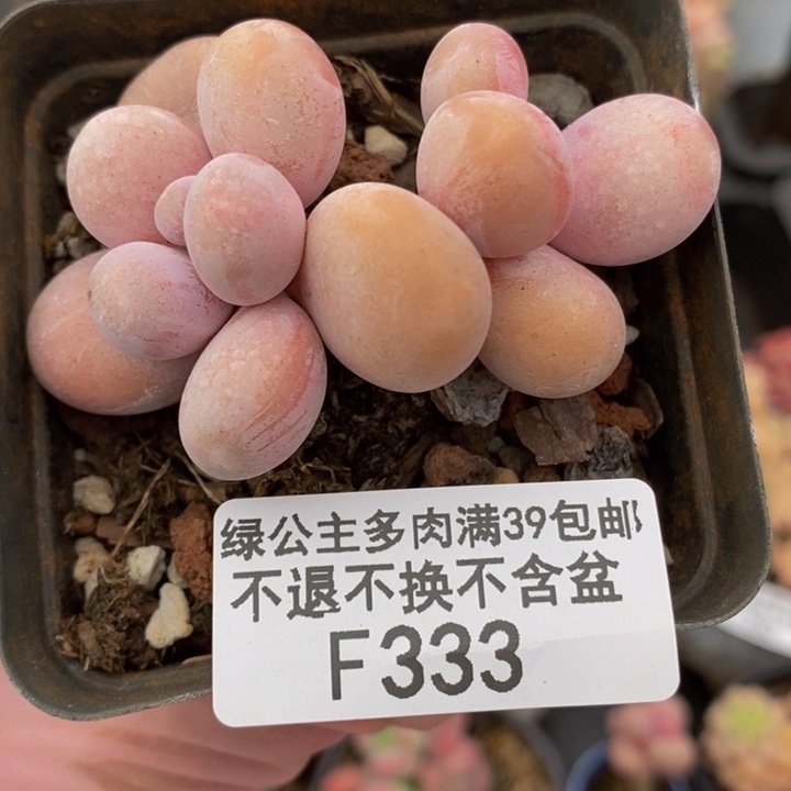 橙奶4cm333多肉植物
