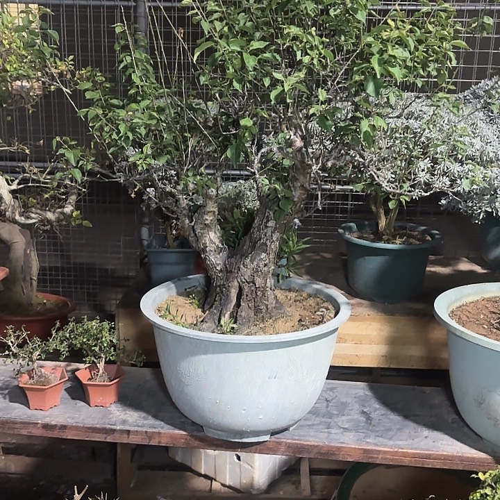 小****无花朵哈哈哈哈哈哈