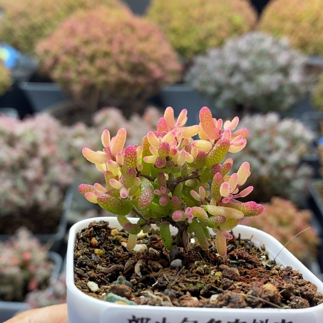 糖球锦3973枝干番杏