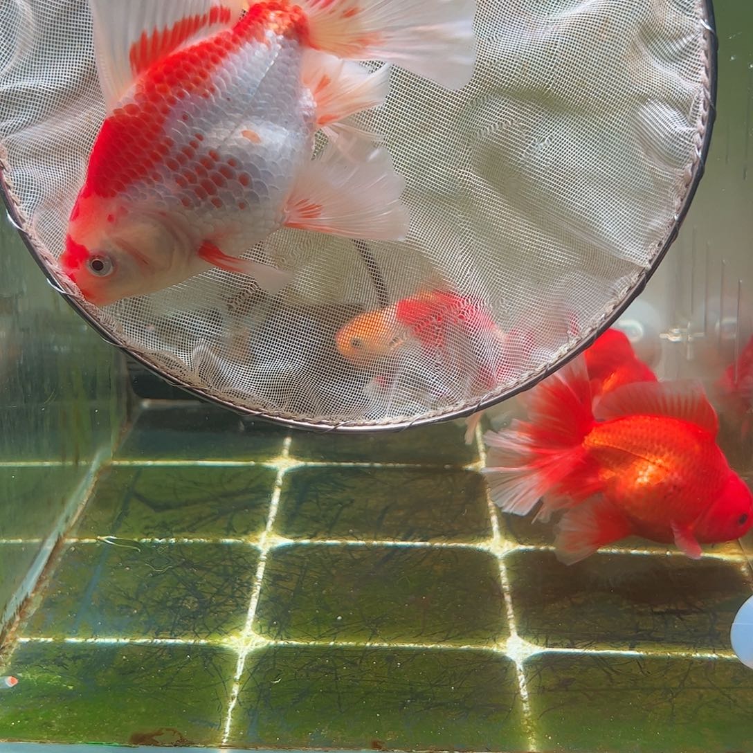 金鱼百褶泰狮亚成7