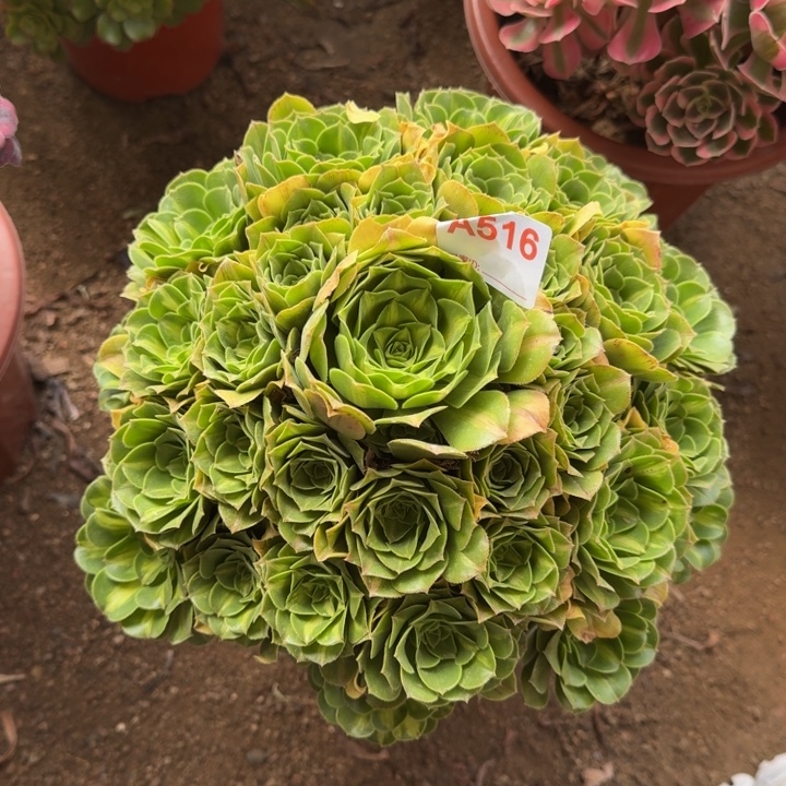 无花朵宽锦翡翠琉璃516多肉植物