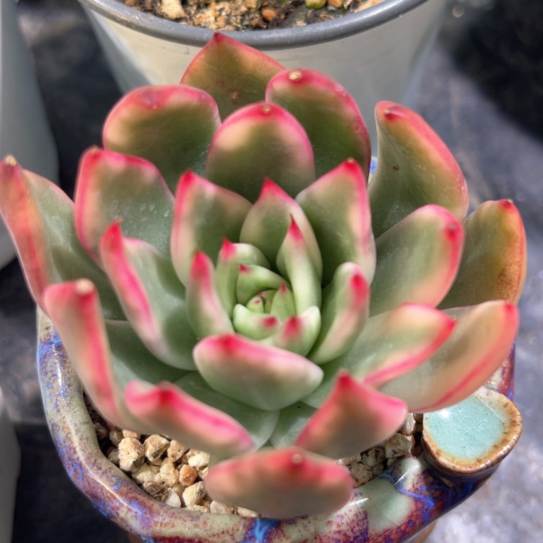 多肉特价古兰玛利亚锦头盖